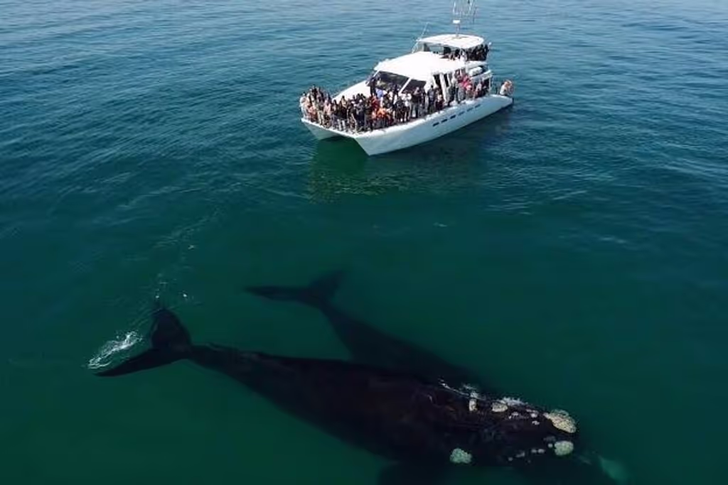 Cape Town Private Tour - 