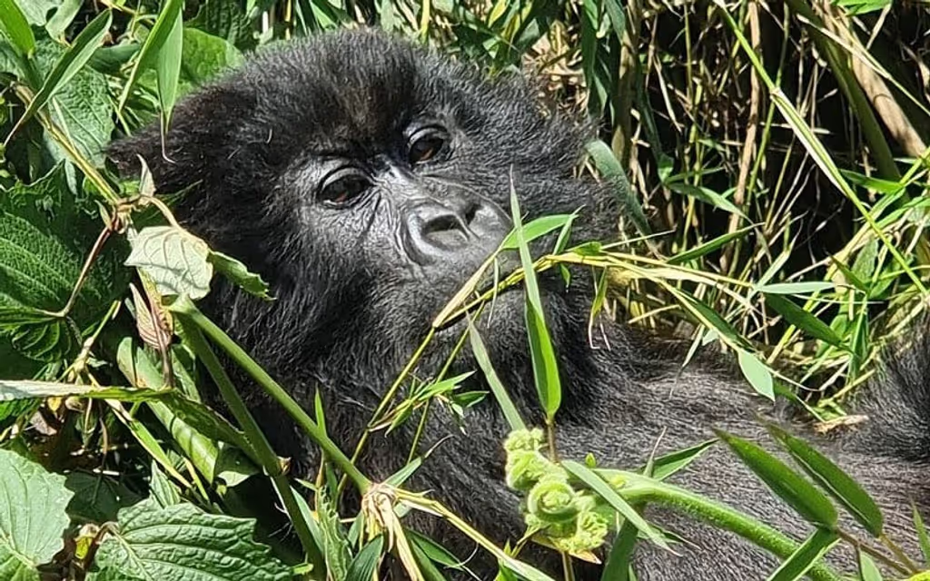 Kigali Private Tour - 