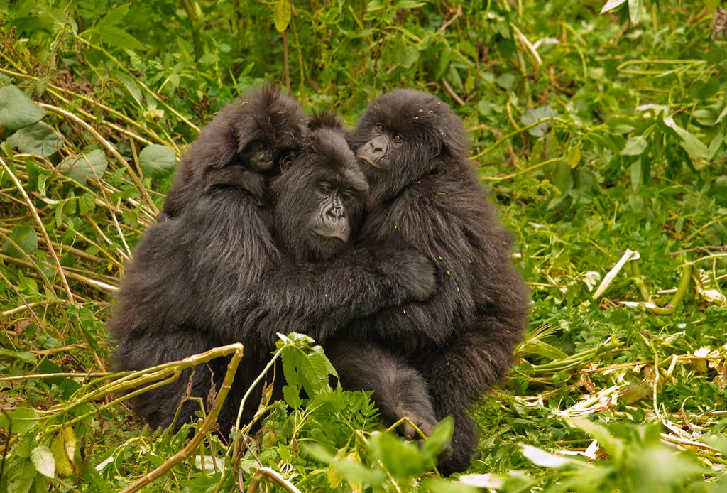 Kigali Private Tour - mountain gorilla family