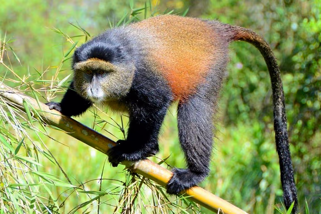 Kigali Private Tour - Golden monkey in bamboos