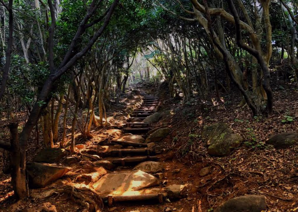 Fukuoka Private Tour - Totoro Forest