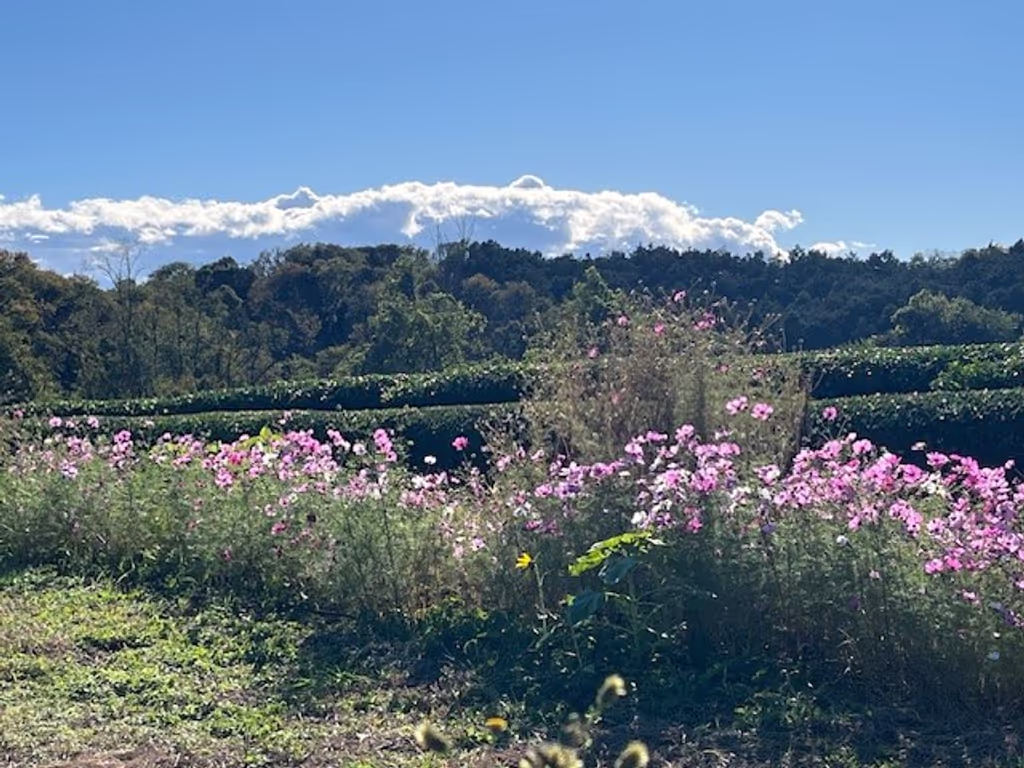 Saitama Private Tour - View, Sayama Hill