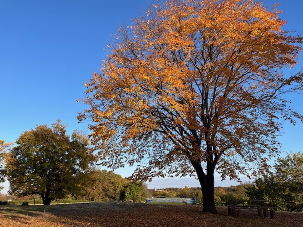 Saitama Private Tour - Hira Hill, Tokorozawa