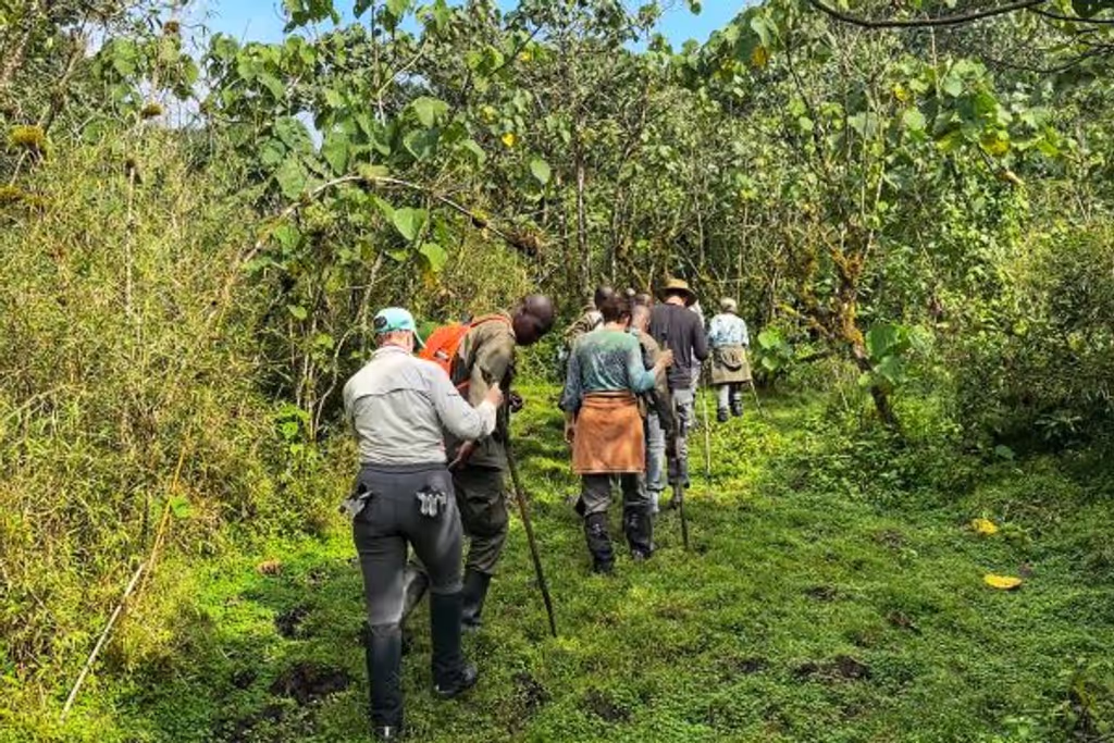 Kigali Private Tour - Trail to gorilla trekking