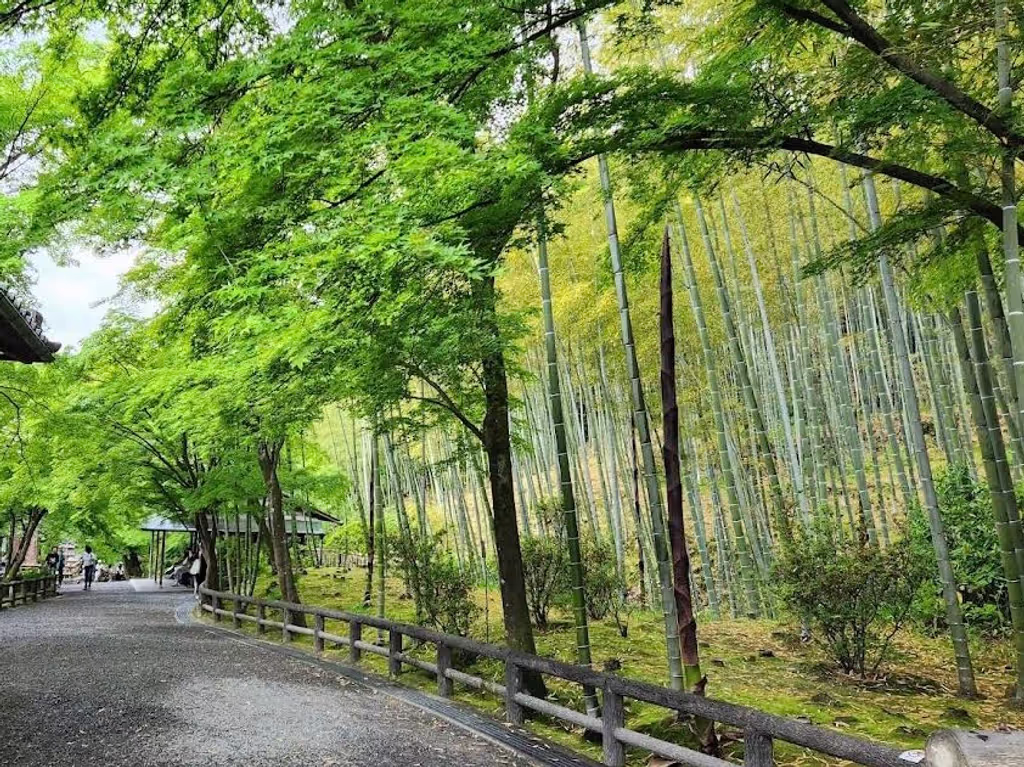 Kyoto Private Tour - Bamboo forest