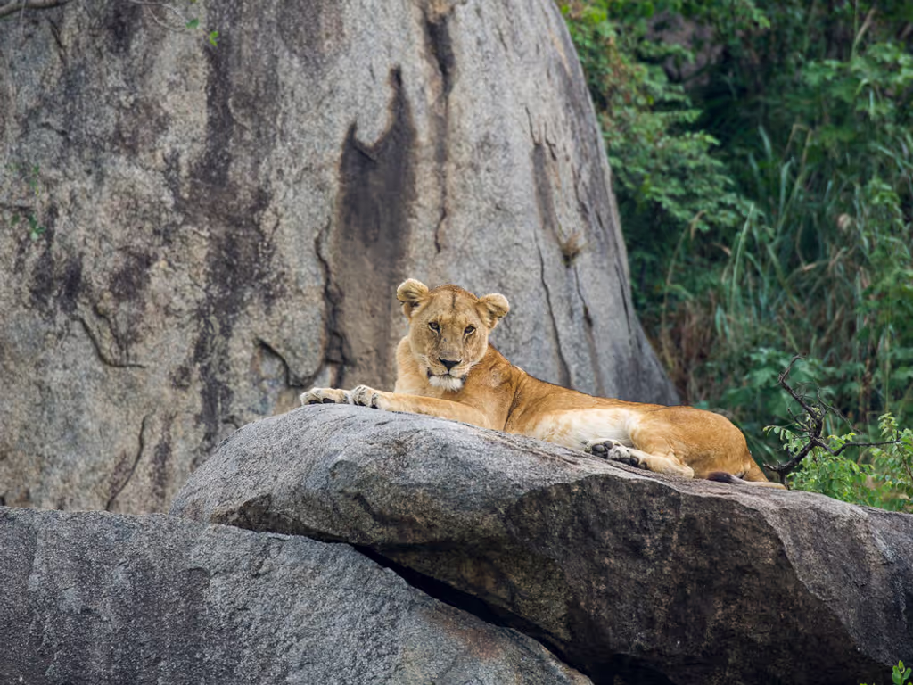 Kilimanjaro Private Tour - 