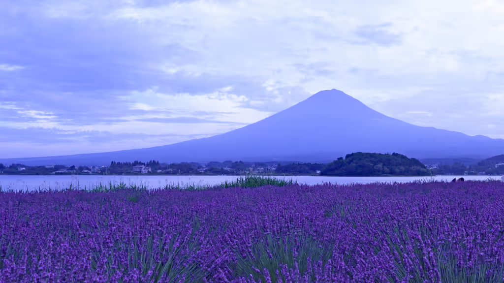 Tokyo Private Tour - Lavande