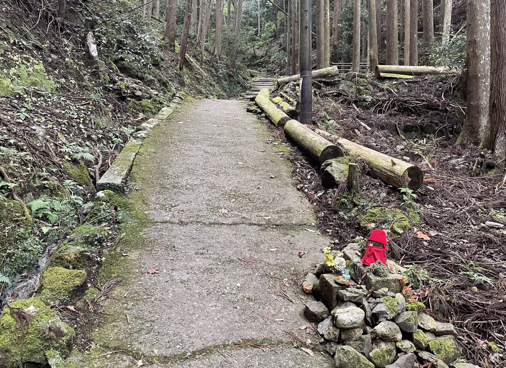 Kyoto Private Tour - walk through cedar tree forest