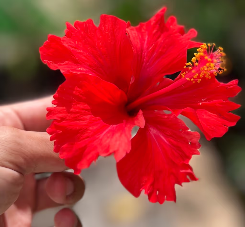 Tulum Private Tour - 