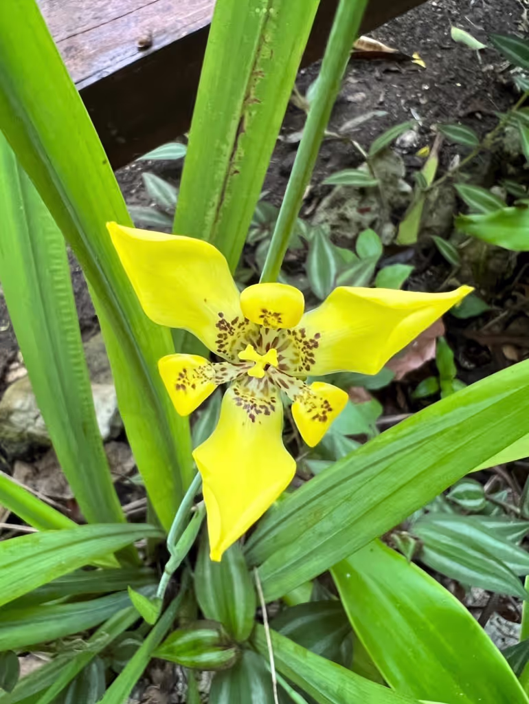 Tulum Private Tour - 