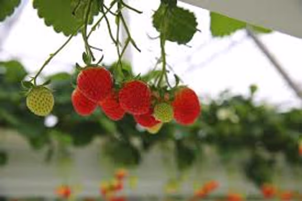 South Chungcheong Private Tour - 