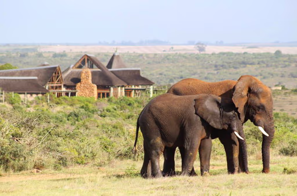 Cape Town Private Tour - 