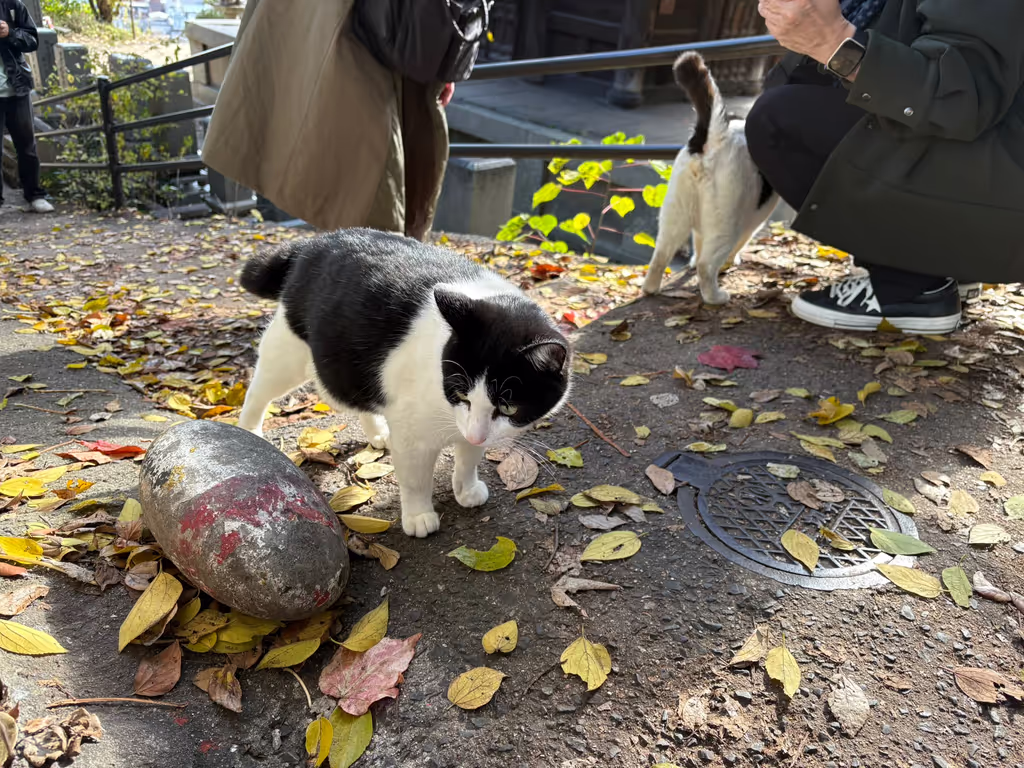 Hiroshima Private Tour - Cat Alley