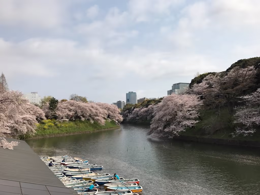 Tokyo Private Tour - Breathtaking view of Sakura at Chiidorigafuchi