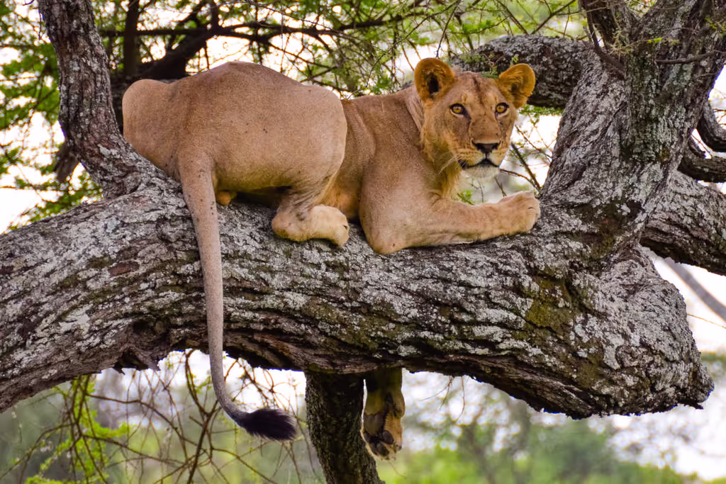 Arusha Private Tour - Top on tree Tarangire