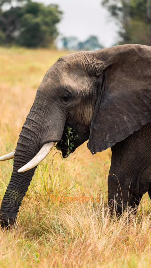 Arusha Private Tour - Tarangire