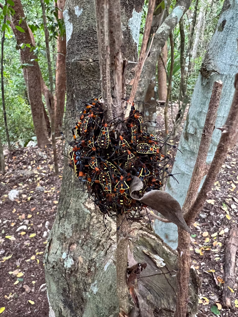 Tulum Private Tour - 