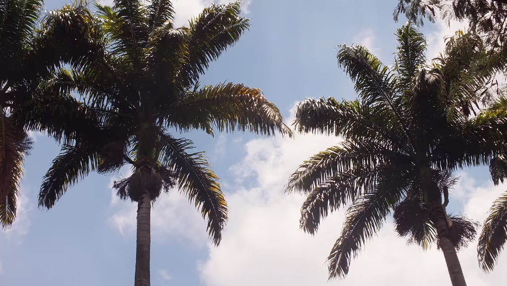 Sao Paulo Private Tour - Praça da Sé - Imperial Palms
