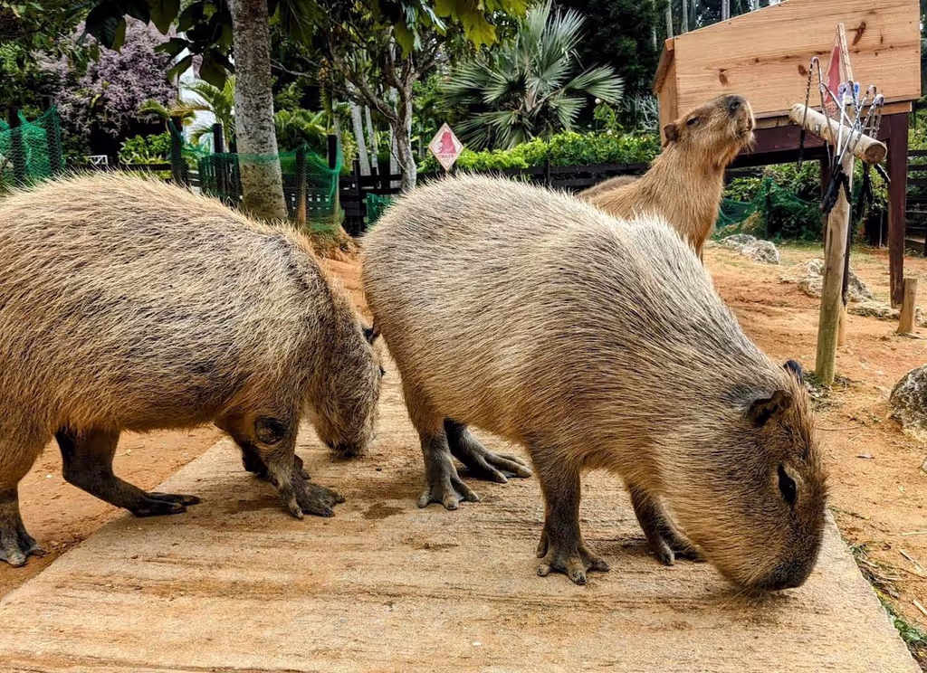 Okinawa Main Island Private Tour - 