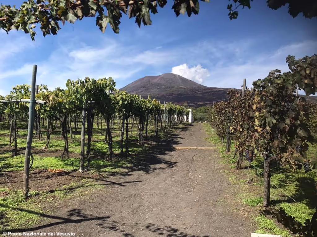 Campania Private Tour - the wiveyard at the Vesuvius