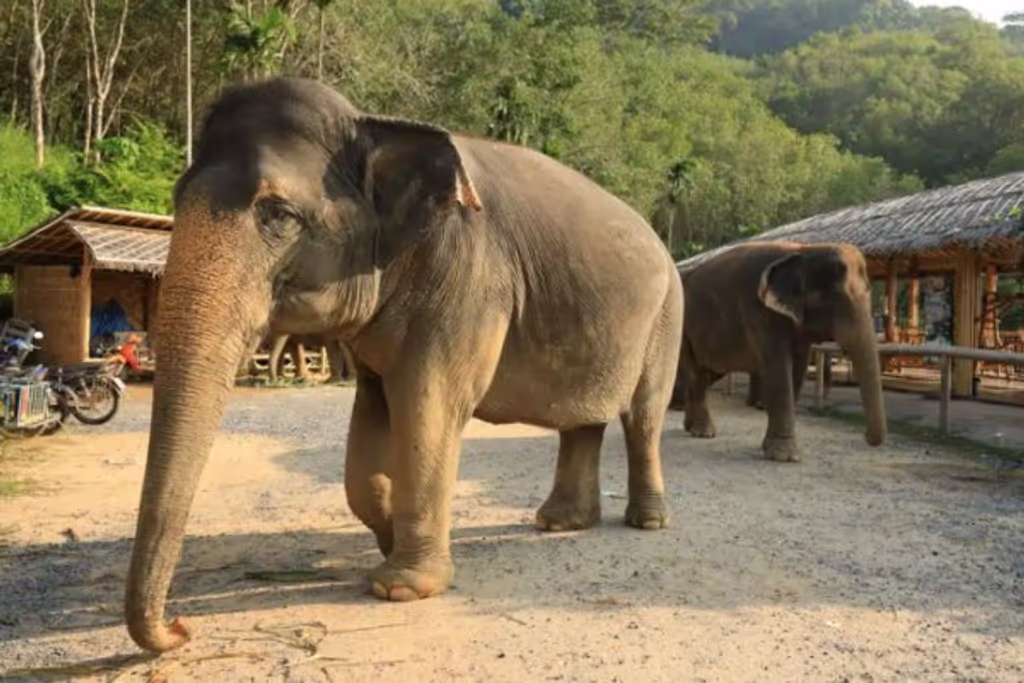 Pattaya Private Tour - 