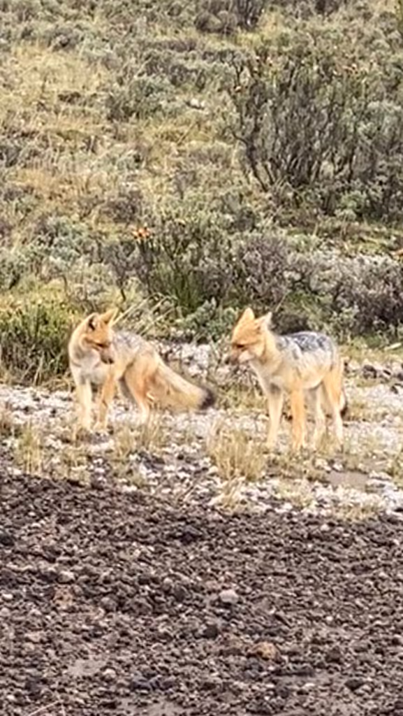 Cotopaxi Private Tour - 