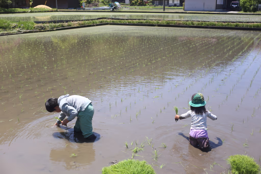 Hiroshima Private Tour - Rice planting