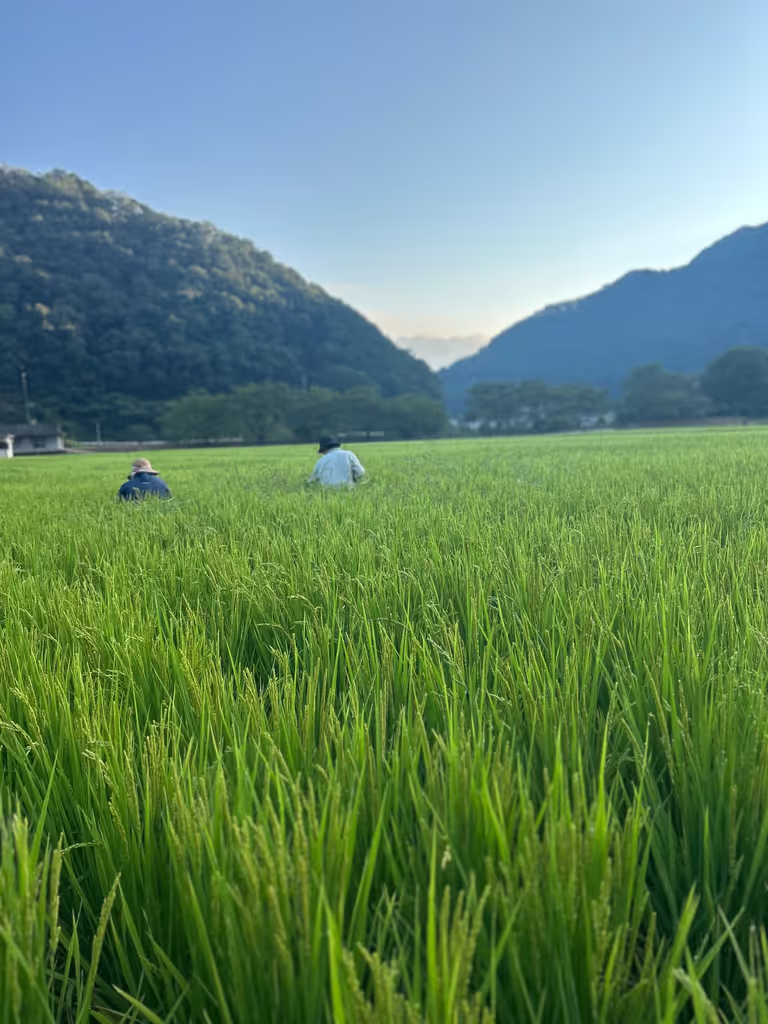 Hiroshima Private Tour - Local Rice Farmer