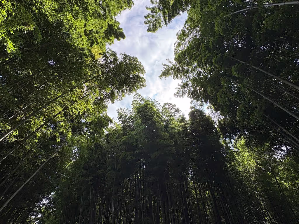 Tochigi Private Tour - 