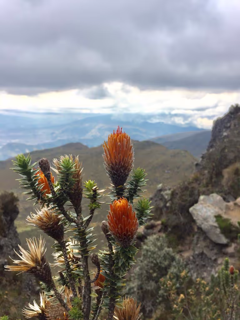Quito Private Tour - Flora of Parama