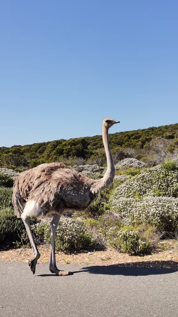 Cape Town Private Tour - 