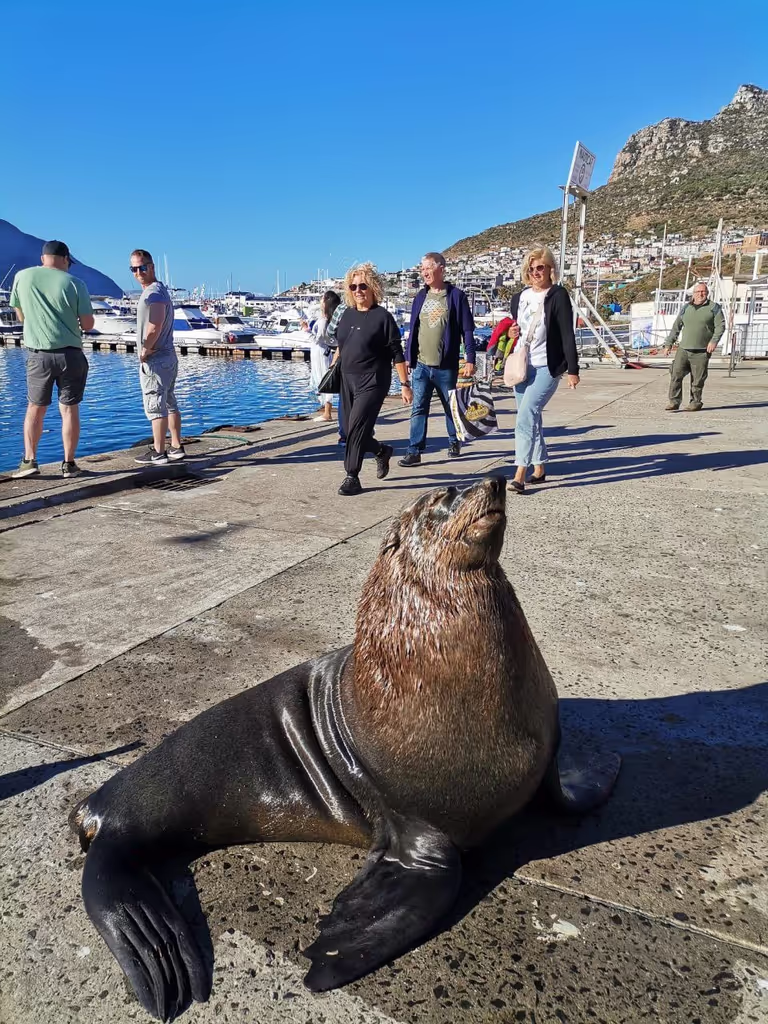 Cape Town Private Tour - 