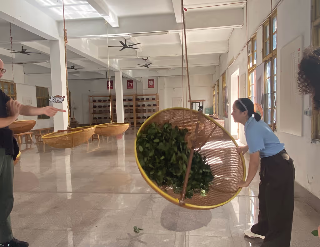 Xiamen Private Tour - Tea-making process