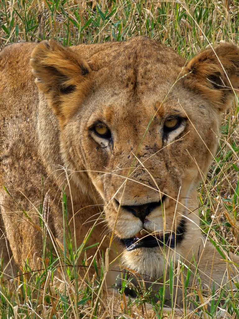 Cape Town Private Tour - 