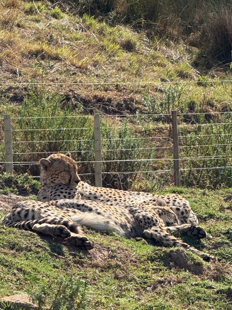 Cape Town Private Tour - 