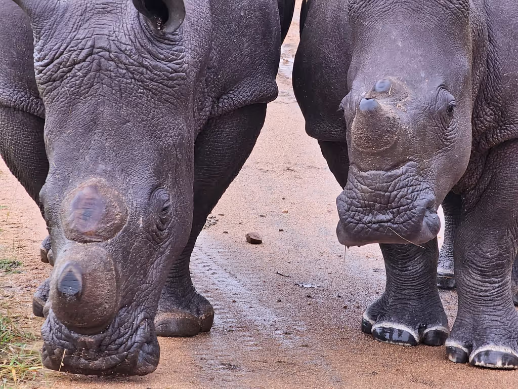 Cape Town Private Tour - 