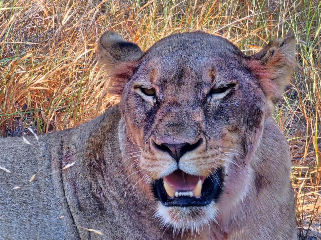 Cape Town Private Tour - 