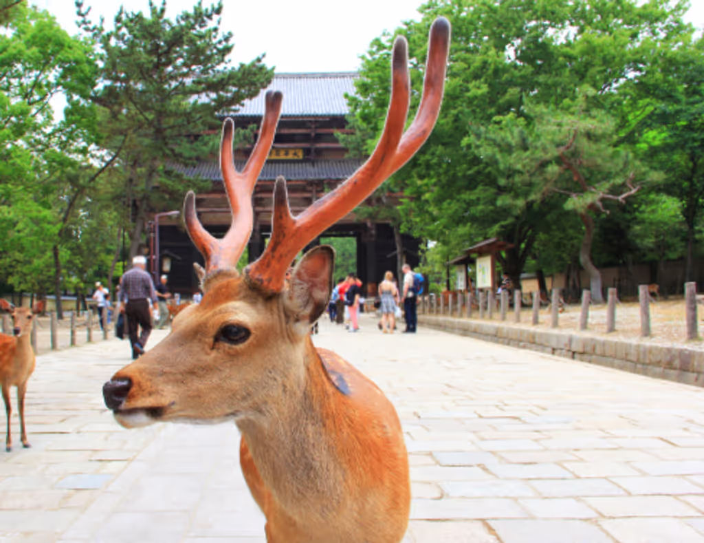 Nara Private Tour - 