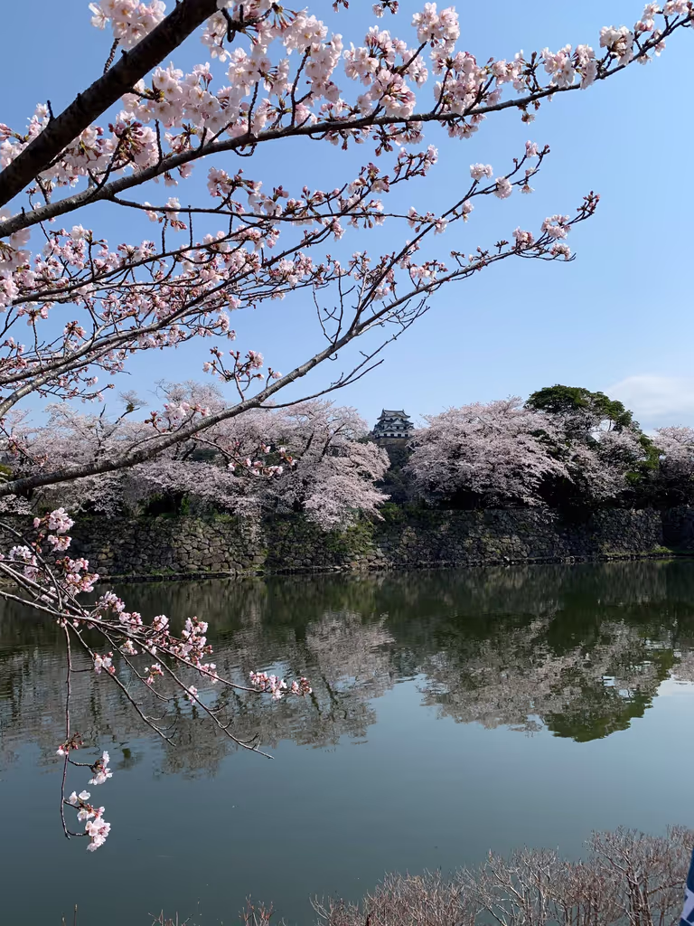 Shiga Private Tour - Hikone Castle with cherry blossoms in full bloom