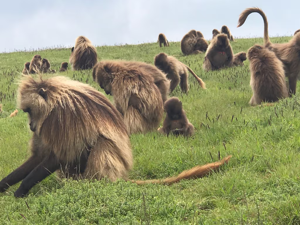 Addis Ababa Private Tour - 