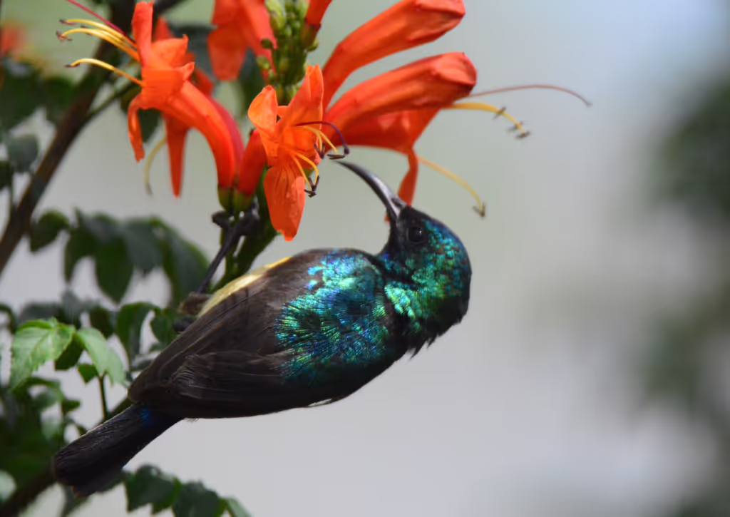 Addis Ababa Private Tour - 