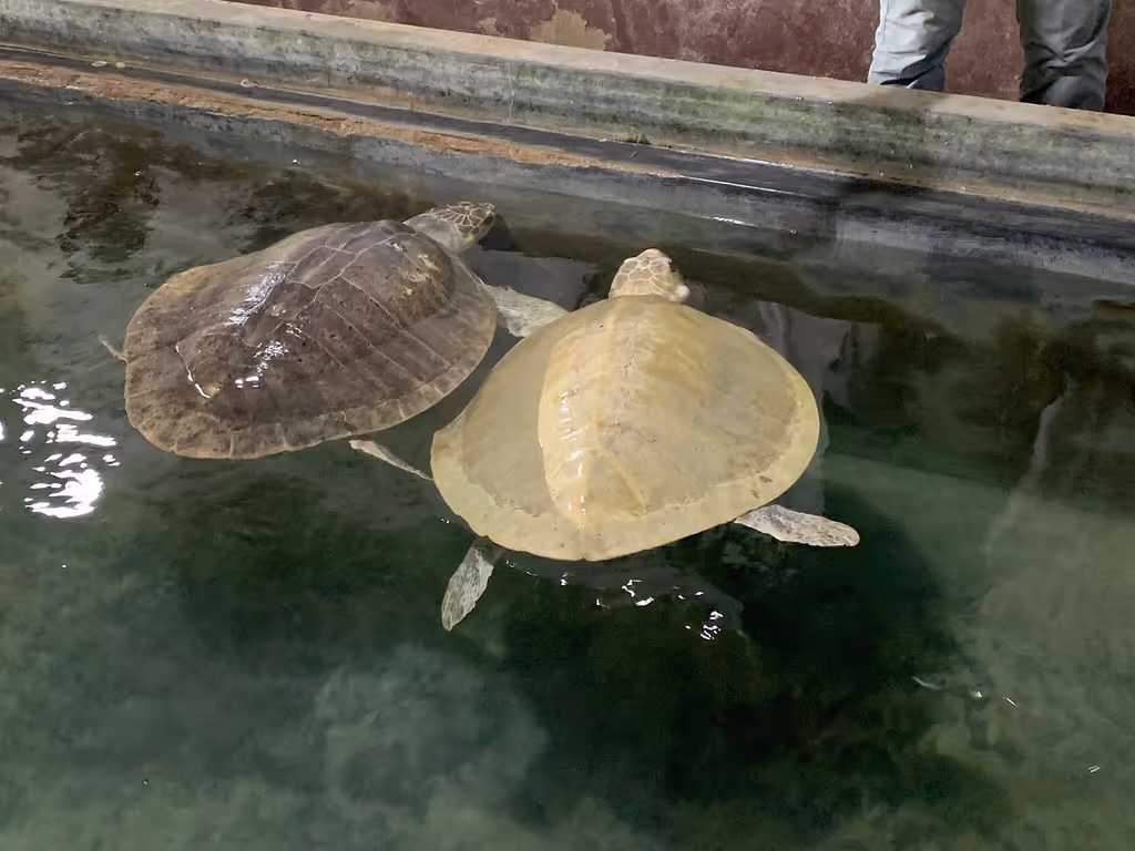 Galle Private Tour - Turtle hatchery