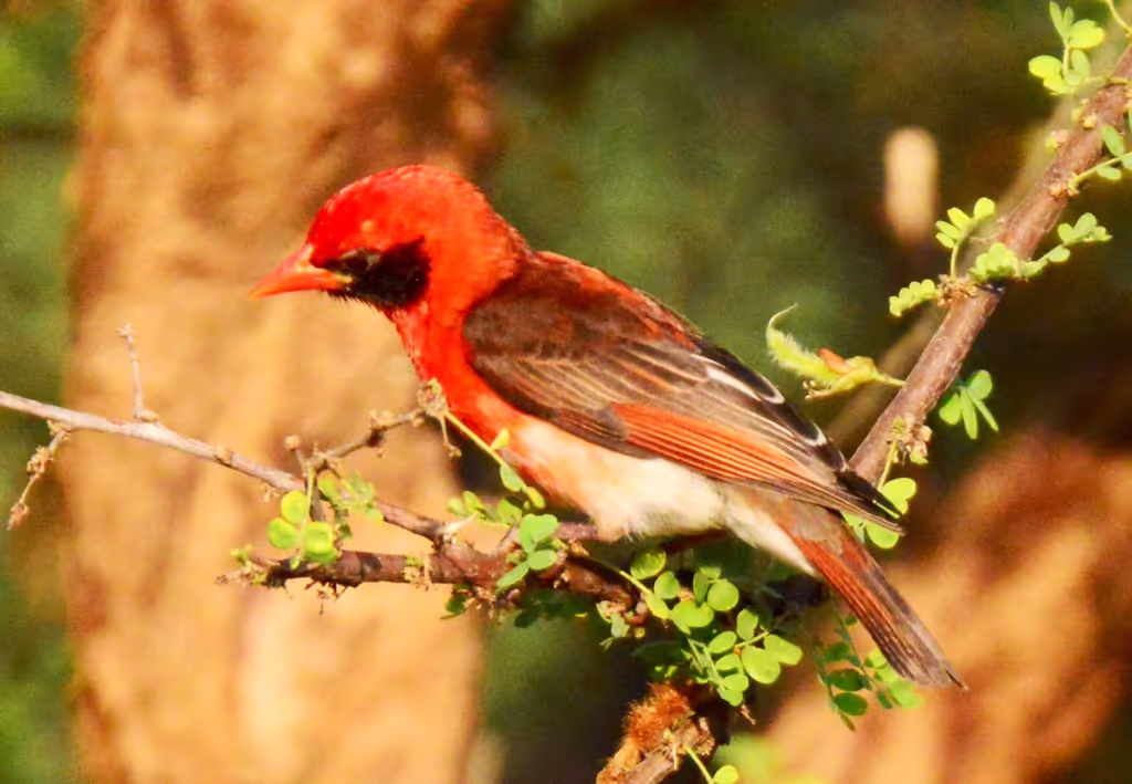 Addis Ababa Private Tour - 