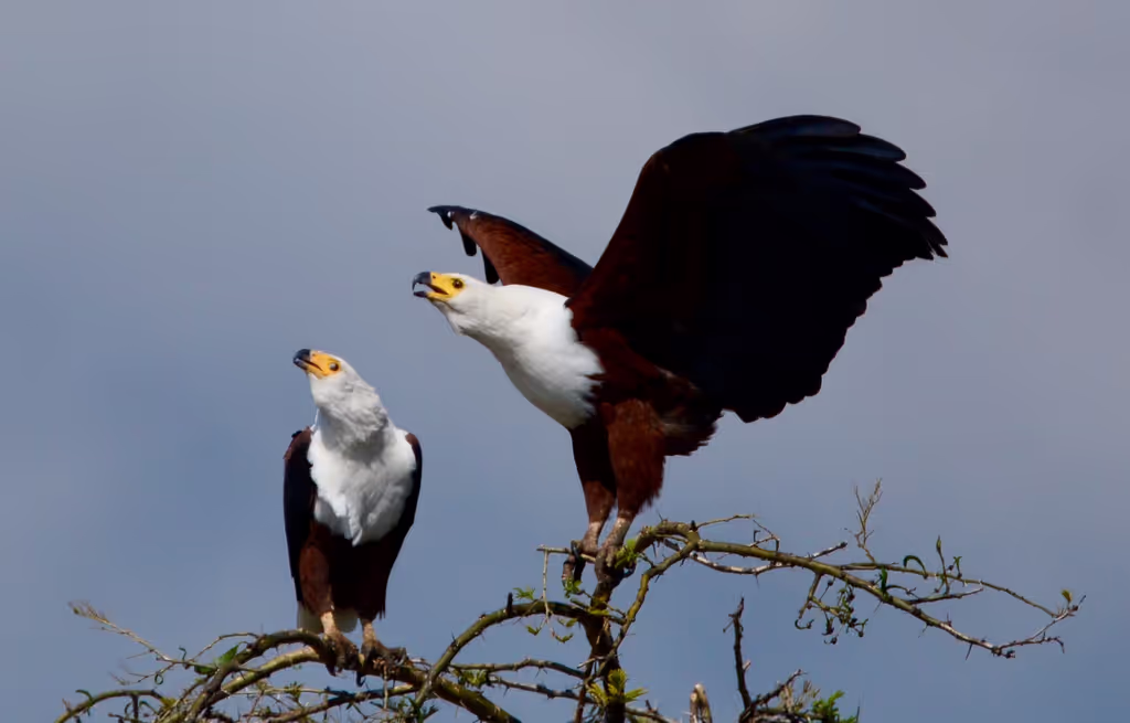 Addis Ababa Private Tour - 