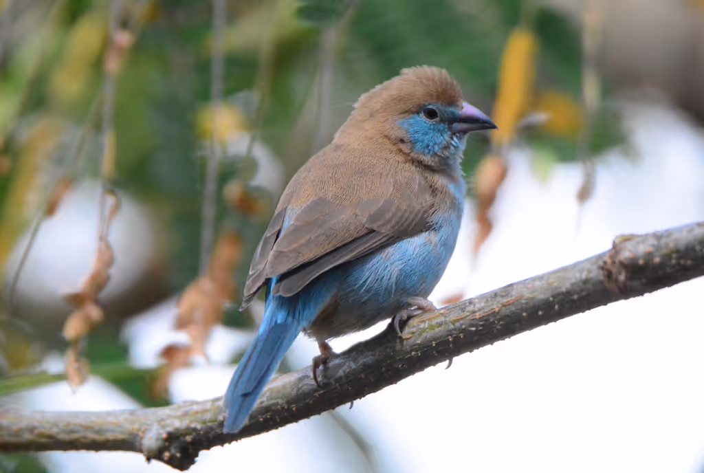 Addis Ababa Private Tour - 