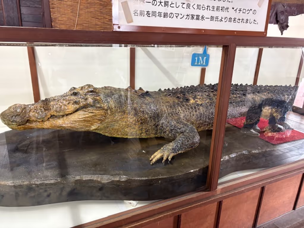 Fukuoka Private Tour - Crocodile
