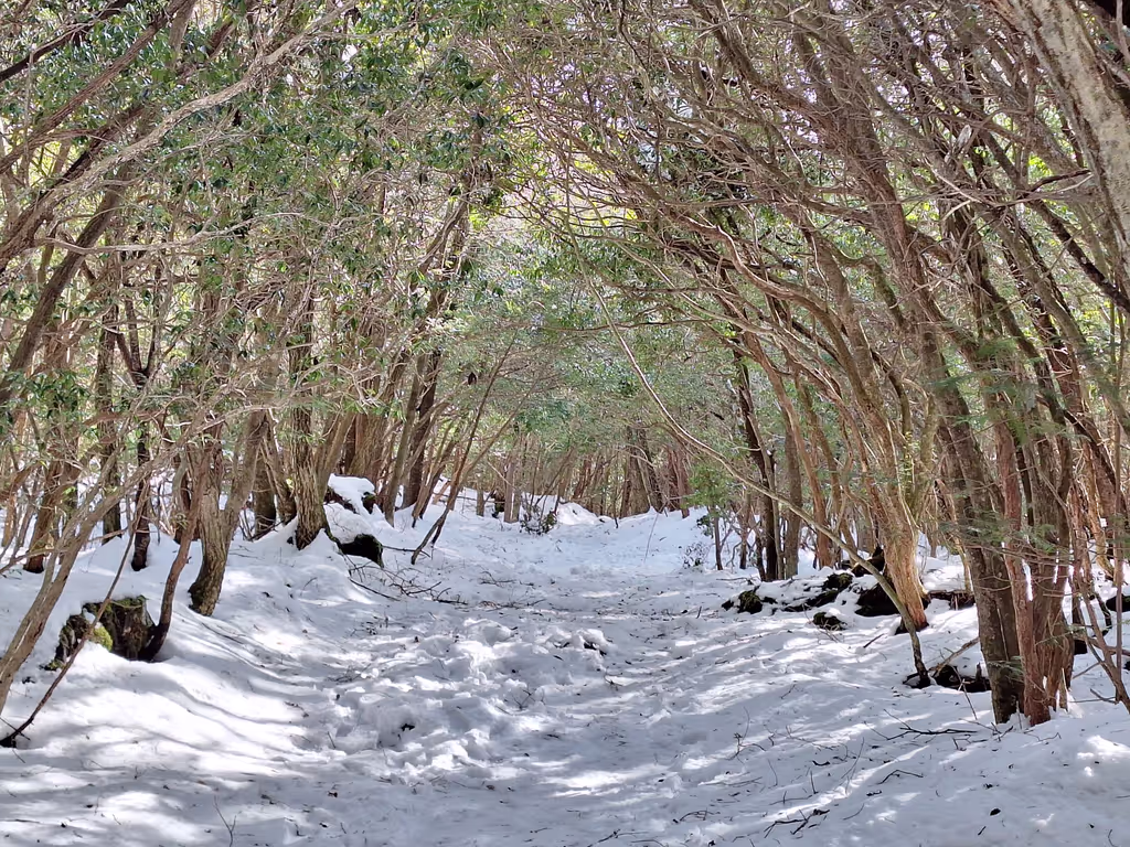Yamanashi Private Tour - Tree tunnel in winter