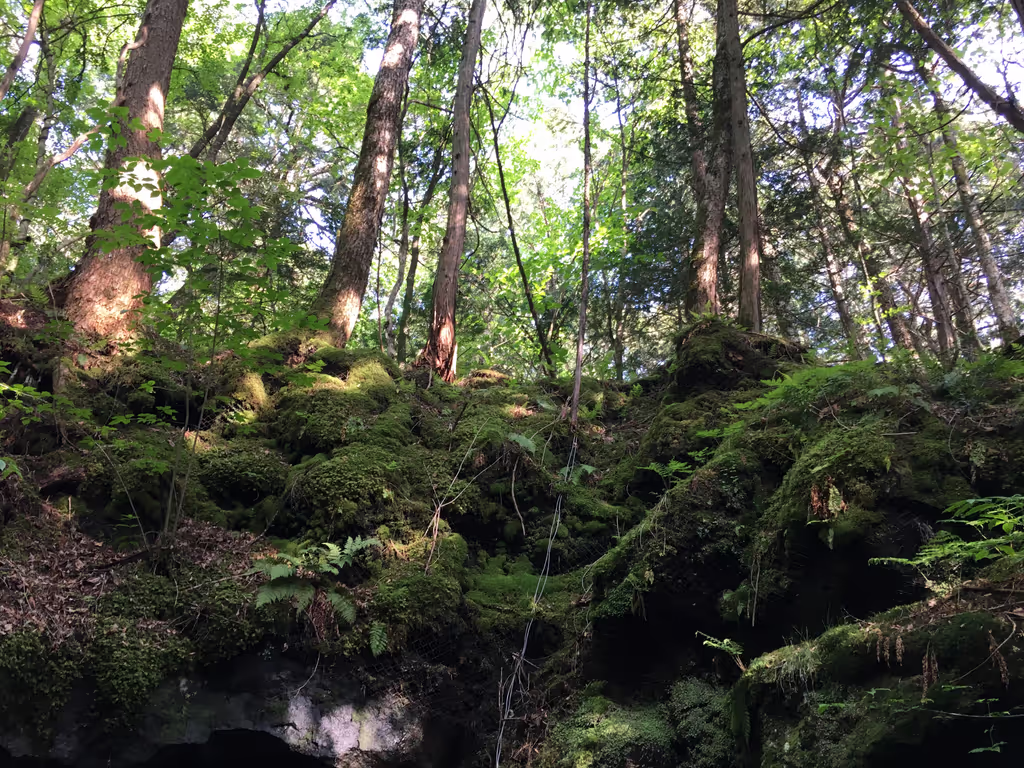 Yamanashi Private Tour - Moss covered ground