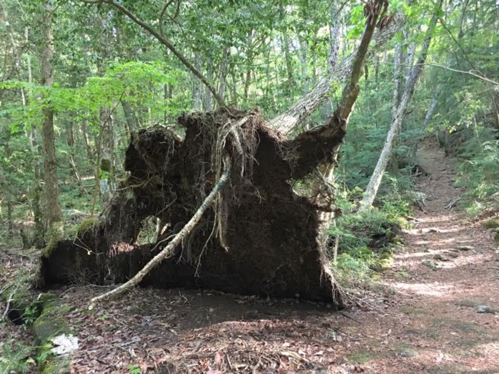 Yamanashi Private Tour - Falling tree