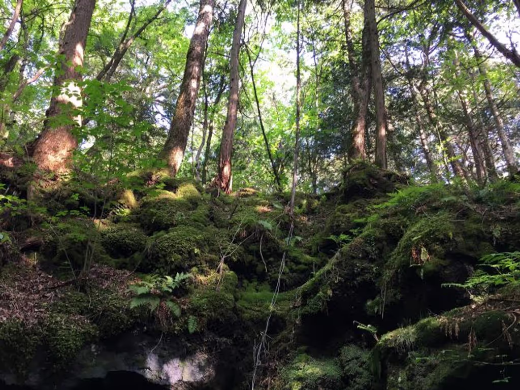 Yamanashi Private Tour - Moss covered ground